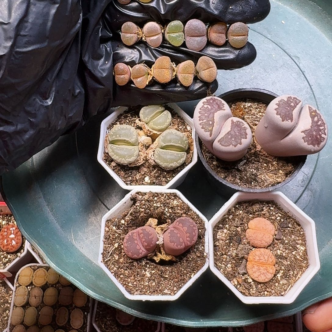 优***雅生石花1111111。    211