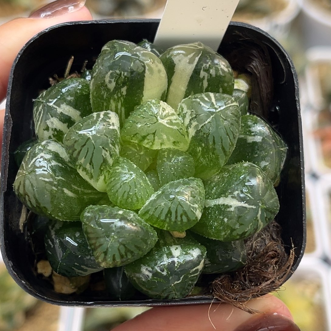 16塑料皮玉露锦福利专场