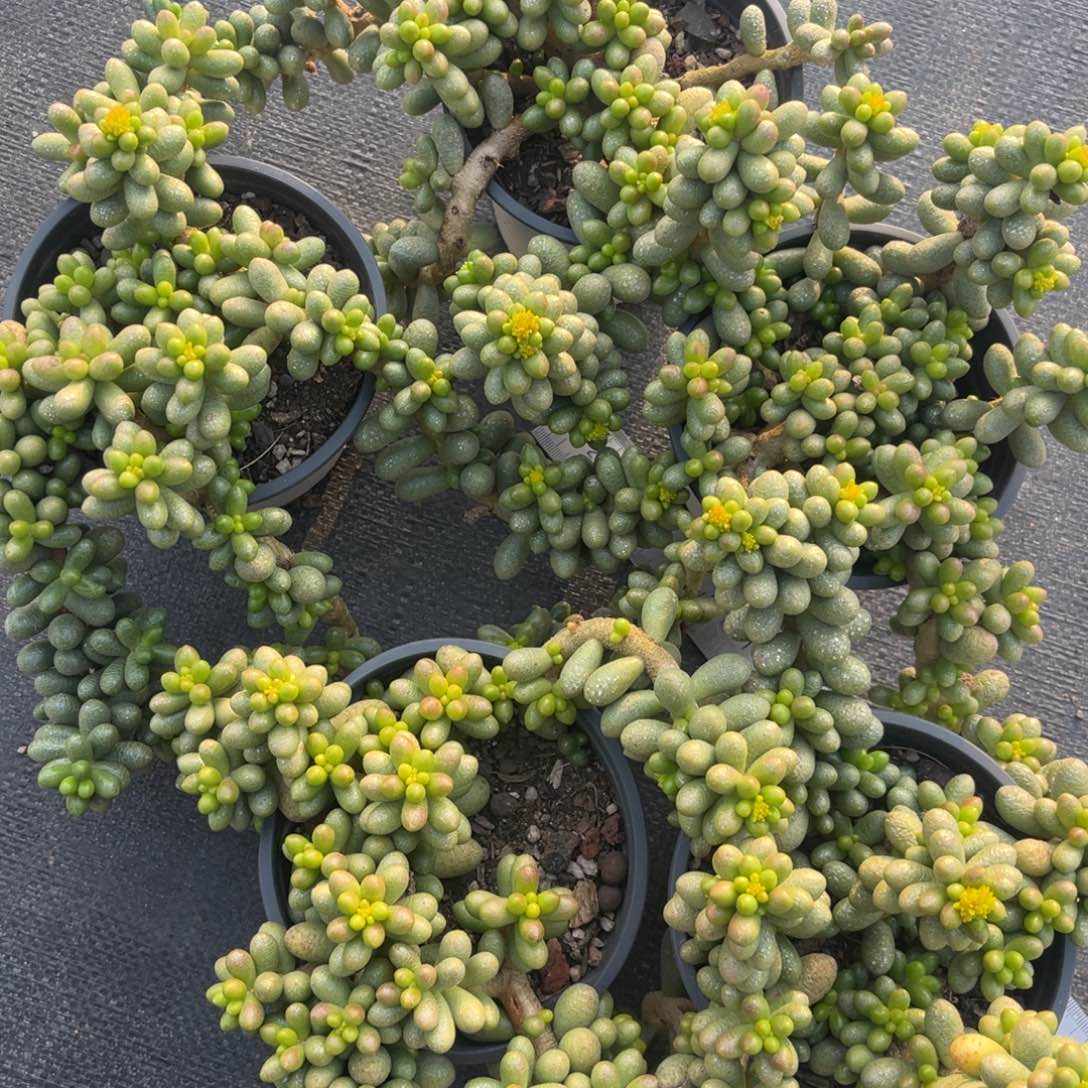 云舍多肉新年福利-绿龟之卵