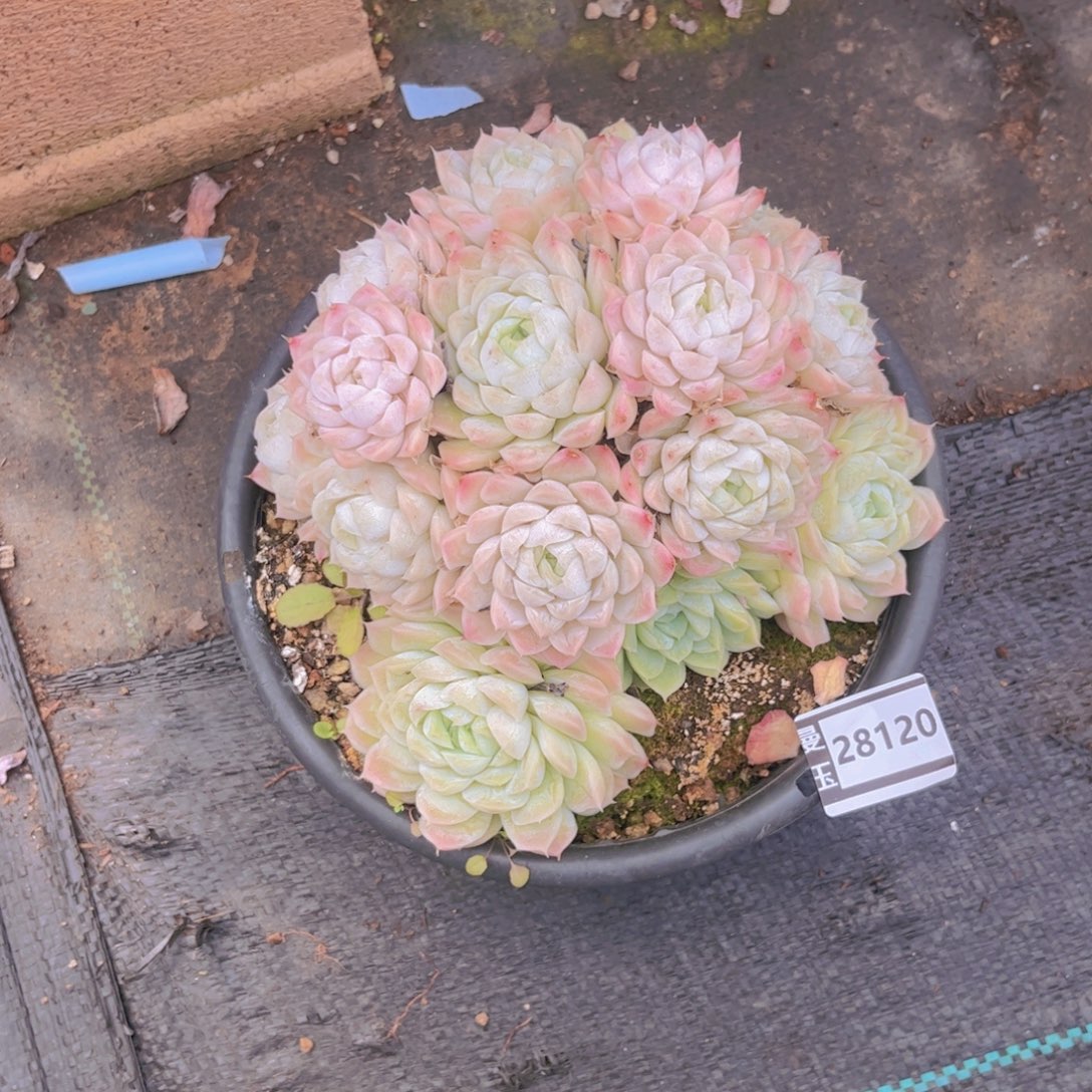 用***3白月影不包整多肉28120