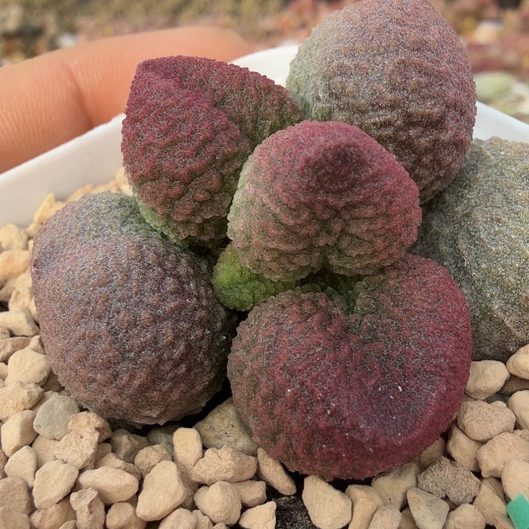水蜜桃            