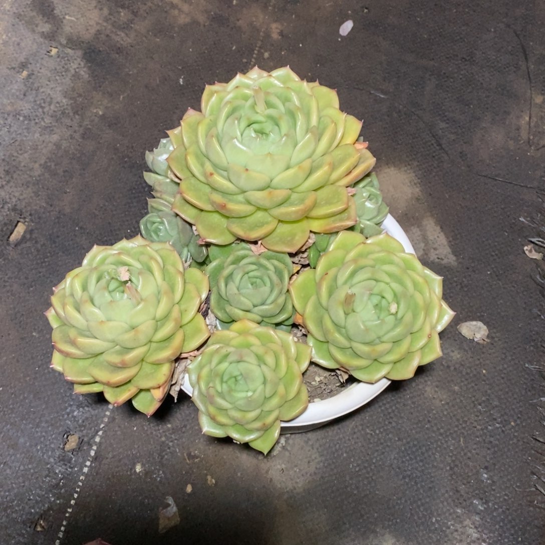 杂交一物一拍一物一拍