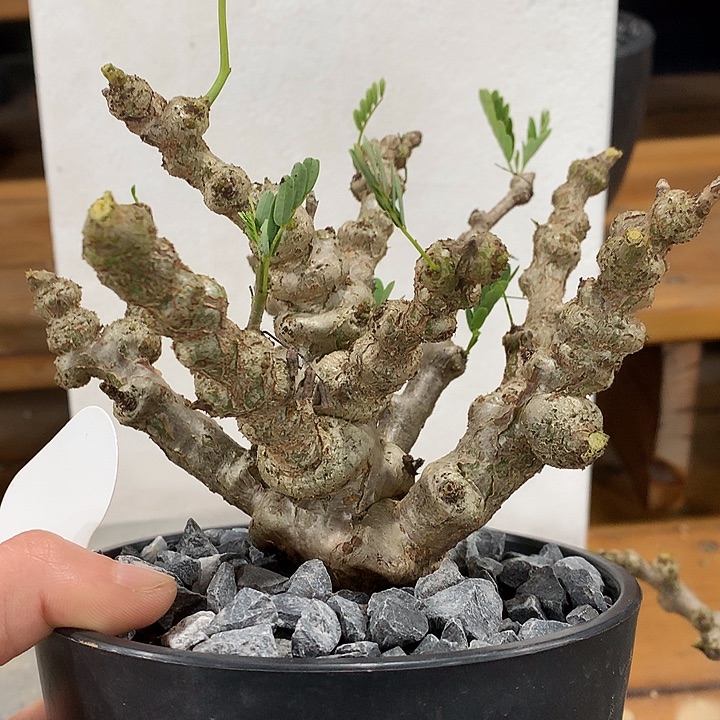 333念珠苏木6666666666