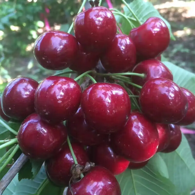 山东大樱桃JJ 500 g美早