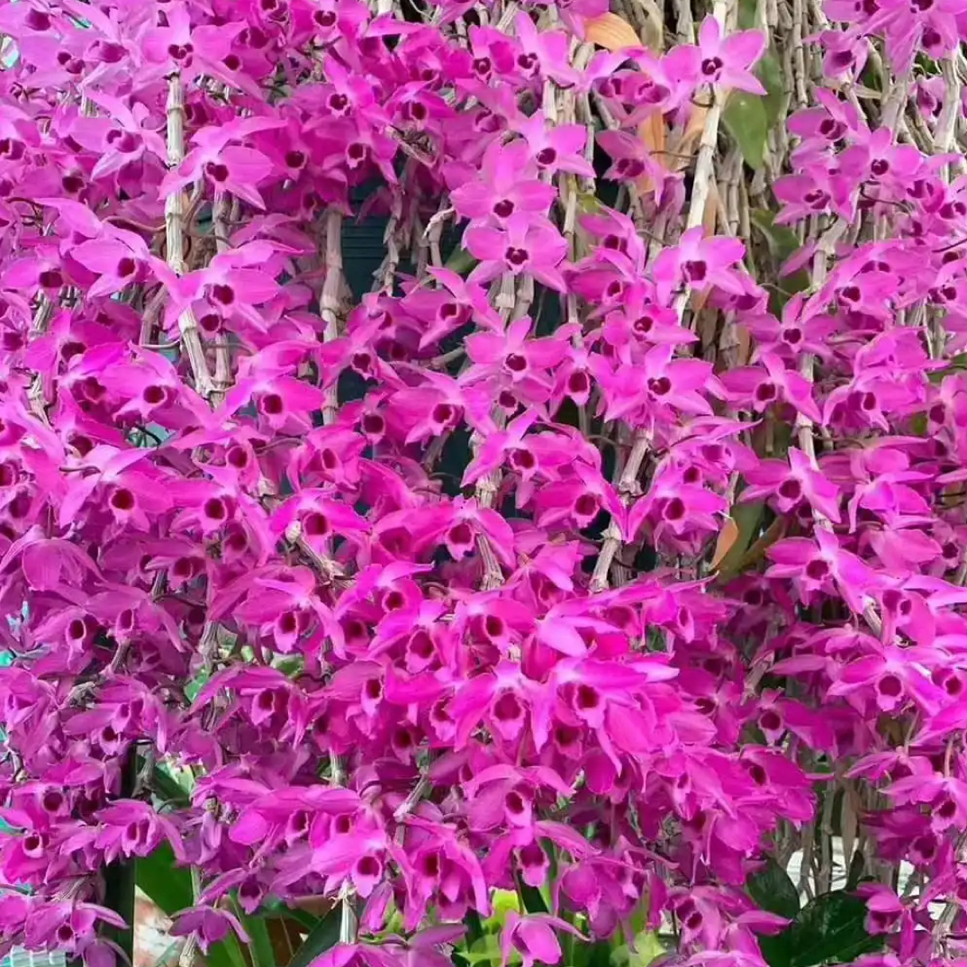 报春石斛直播链接