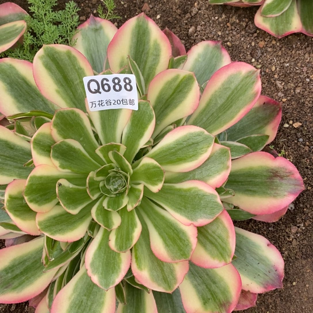 688女郎多肉植物