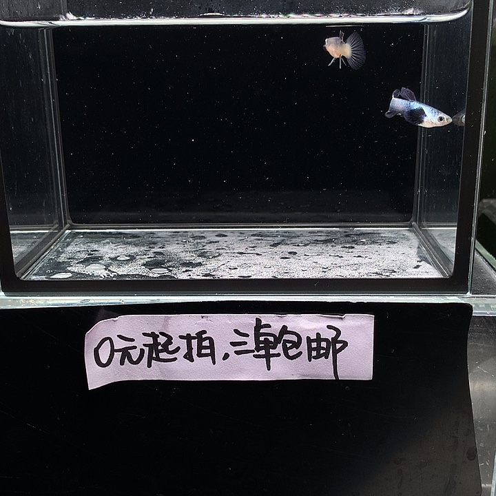 孔雀鱼大耳熊猫一对