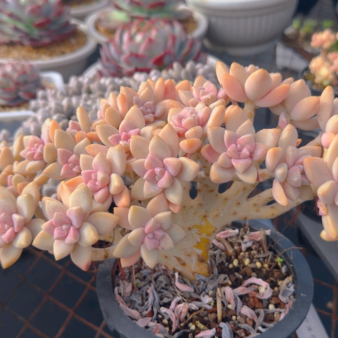 【闪购商品】淡雪缀化19.9