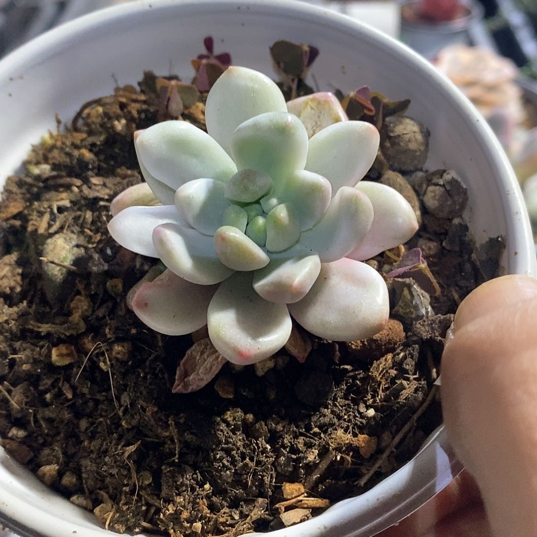 A762精美多肉香奈儿锦