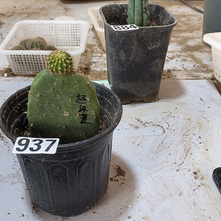 五***米棒塔嫁接超级莲花937