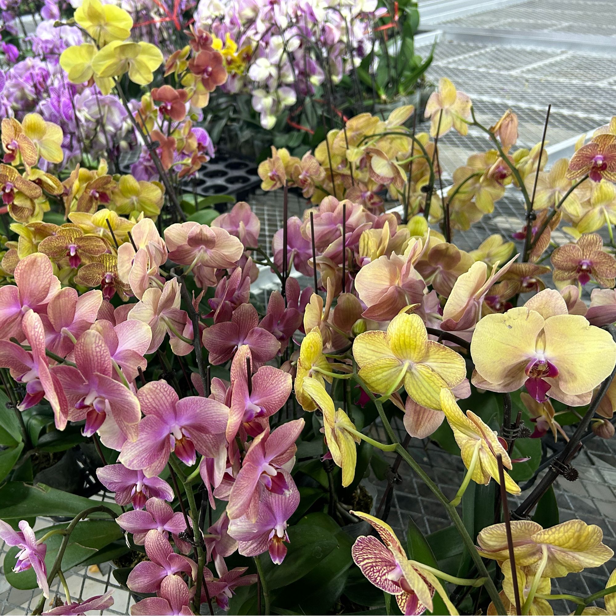 朝暮里蝴蝶兰【9·9随机微瑕】开花珠发货