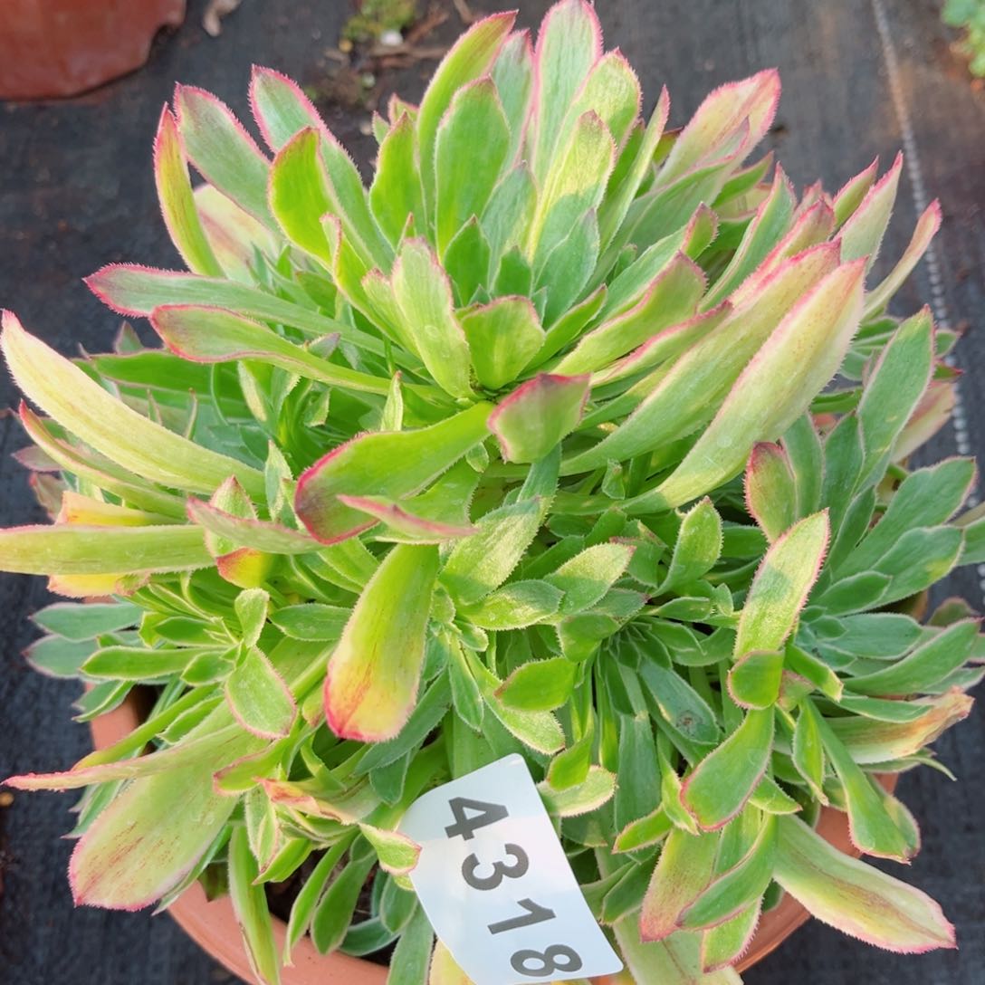 糖衣炮弹多肉28包邮发货