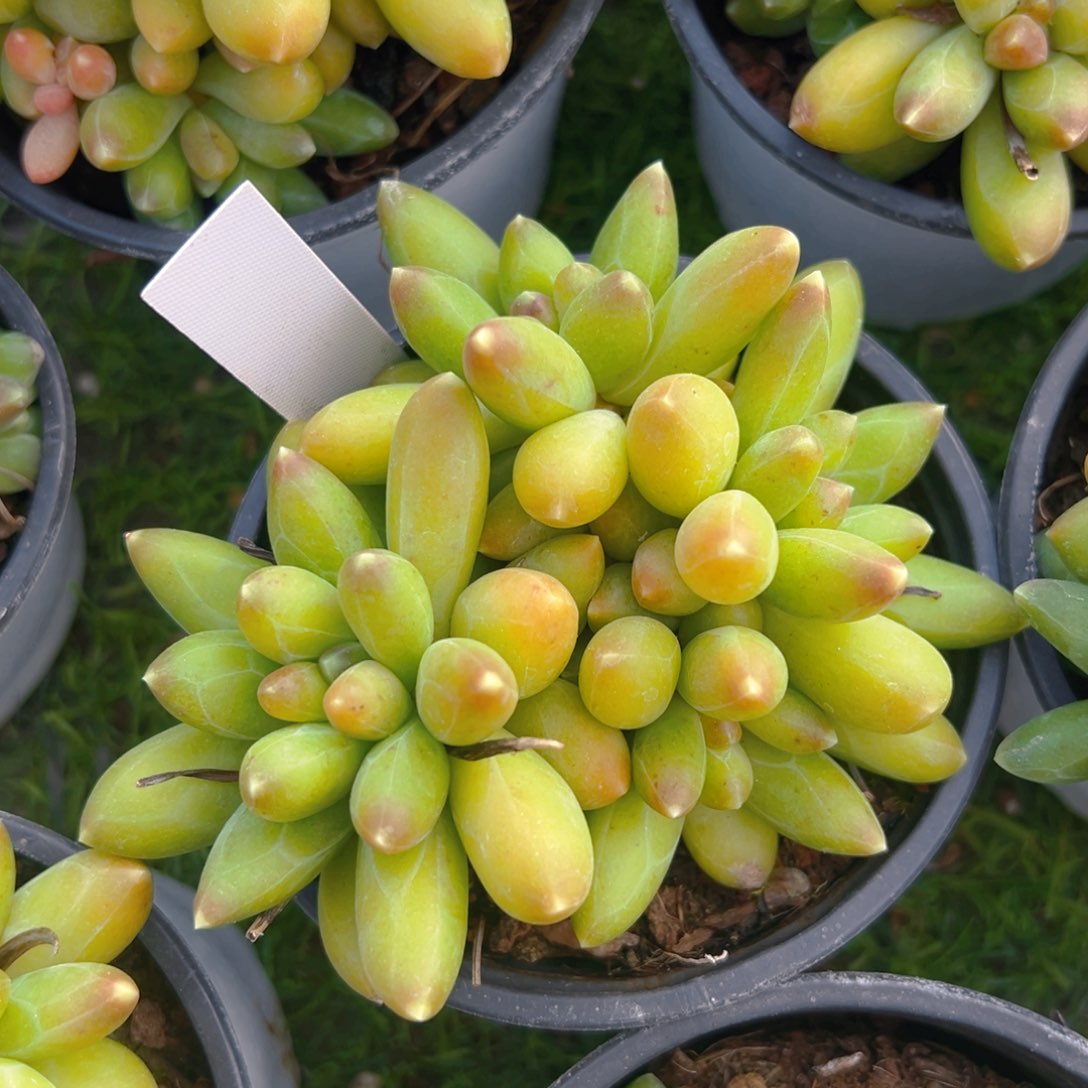 香玉等多种名贵的产品和