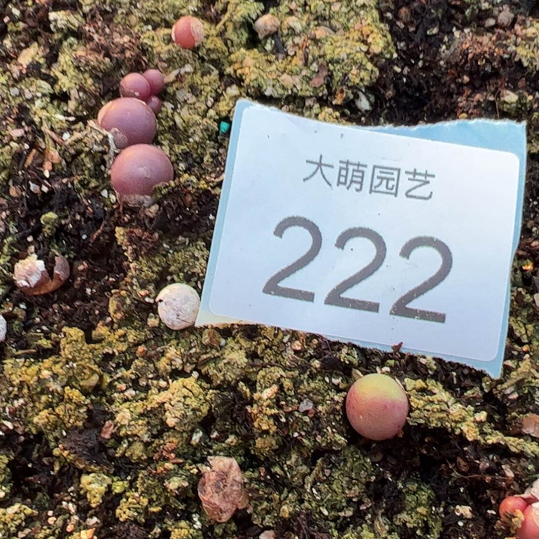 0000222量拍园艺紫葡萄单头2颗