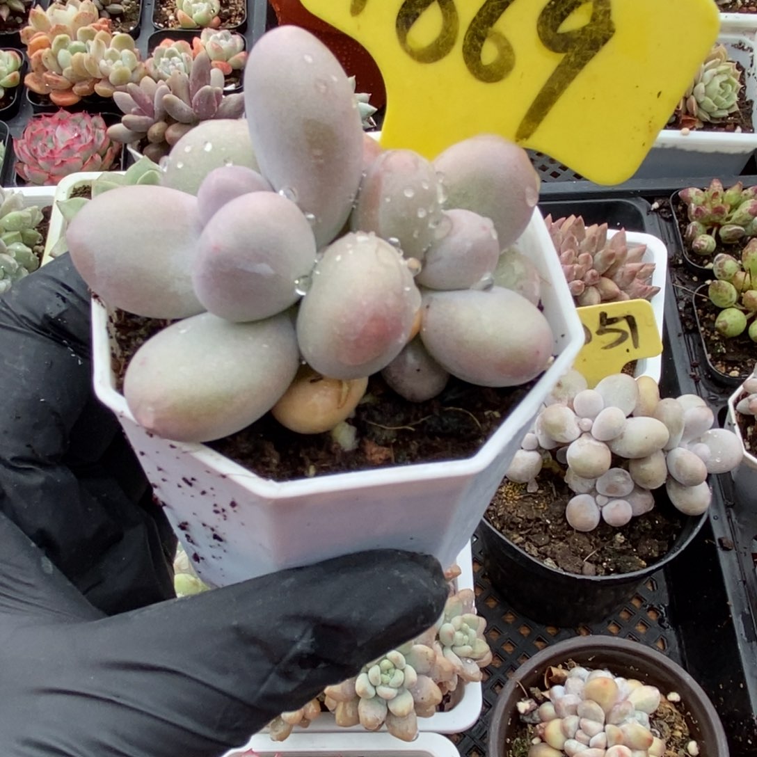 1869奶酪多肉植物多肉