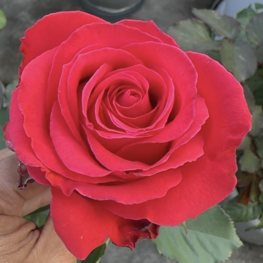 帝王 月季花苗 玫瑰花 耐热耐寒盆栽花卉植物 四季开花