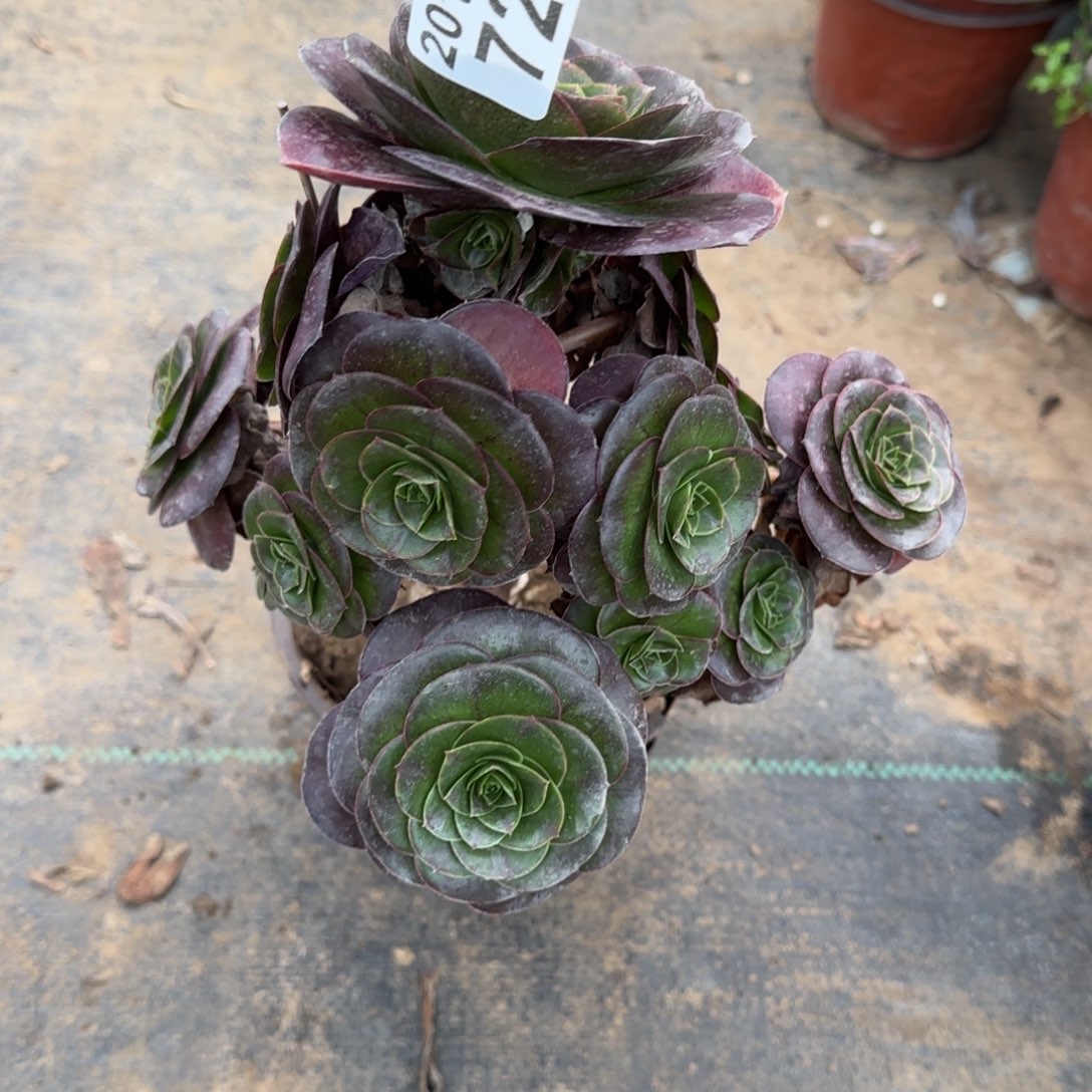 魅金720满20包邮断枝不包