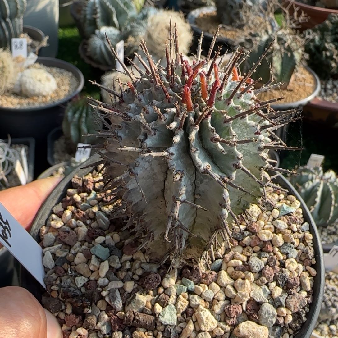 1035脱土发 白衣 