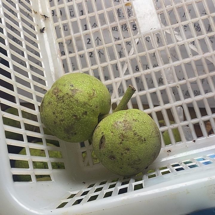 吊坠文玩核桃南瓜顿