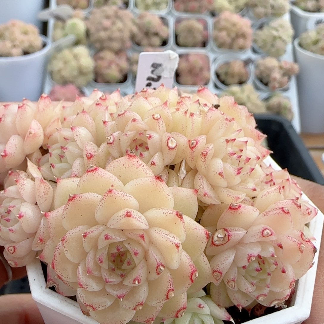 【闪购商品】0215-35（m1-294）