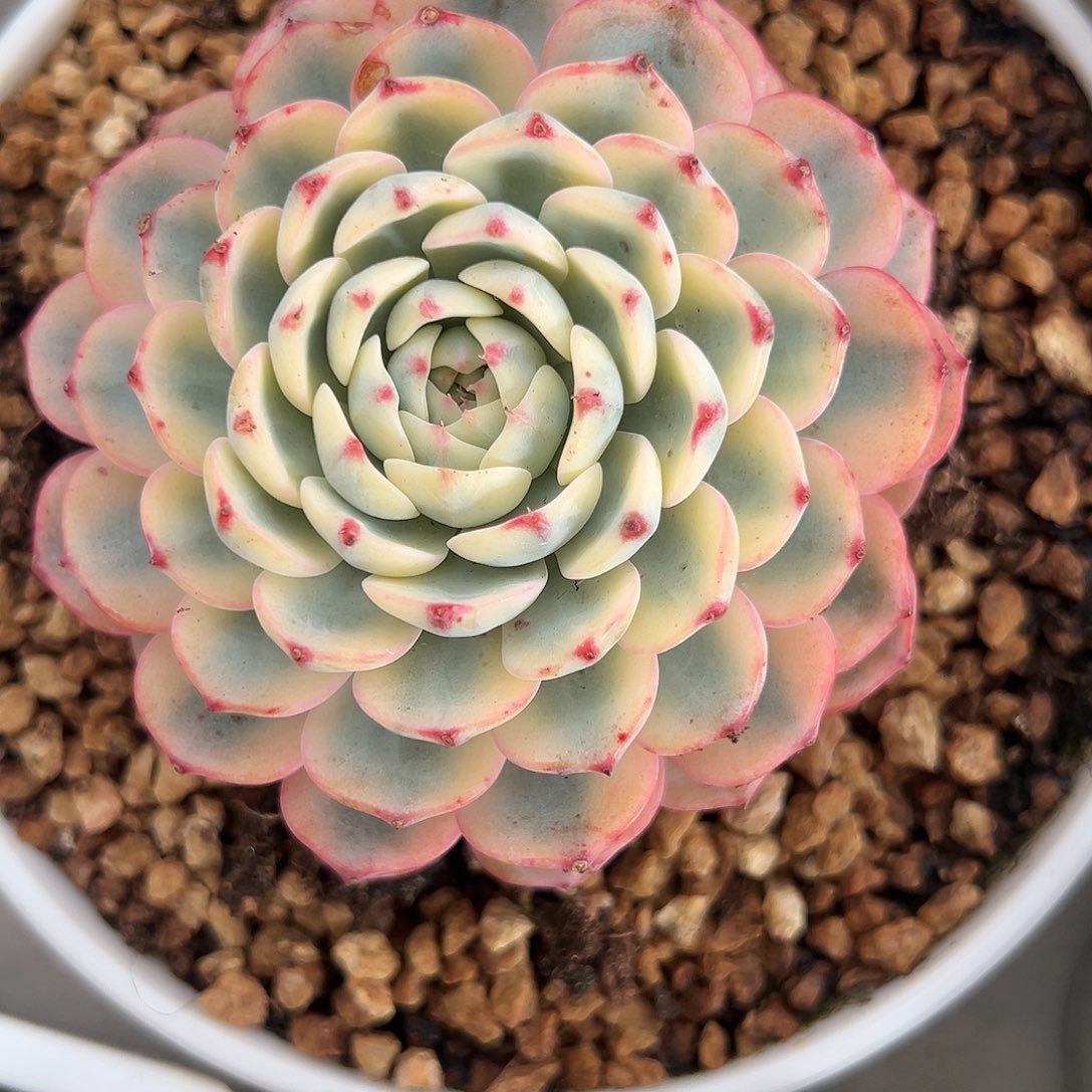 满38包邮姬莲锦大单头