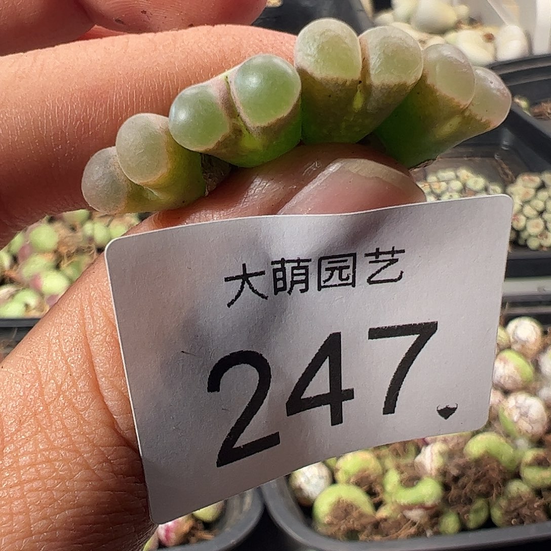 一物一拍。        247