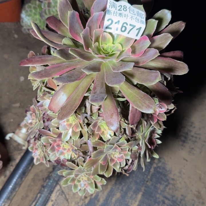 21671蒙娜丽莎多肉植物