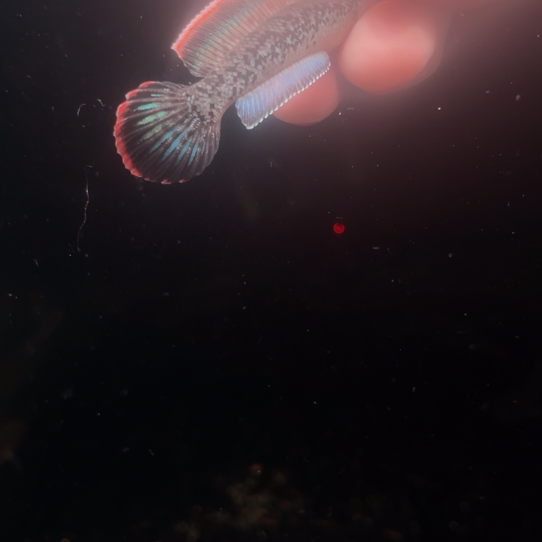 海水鱼鬼王蓝宝石雷龙