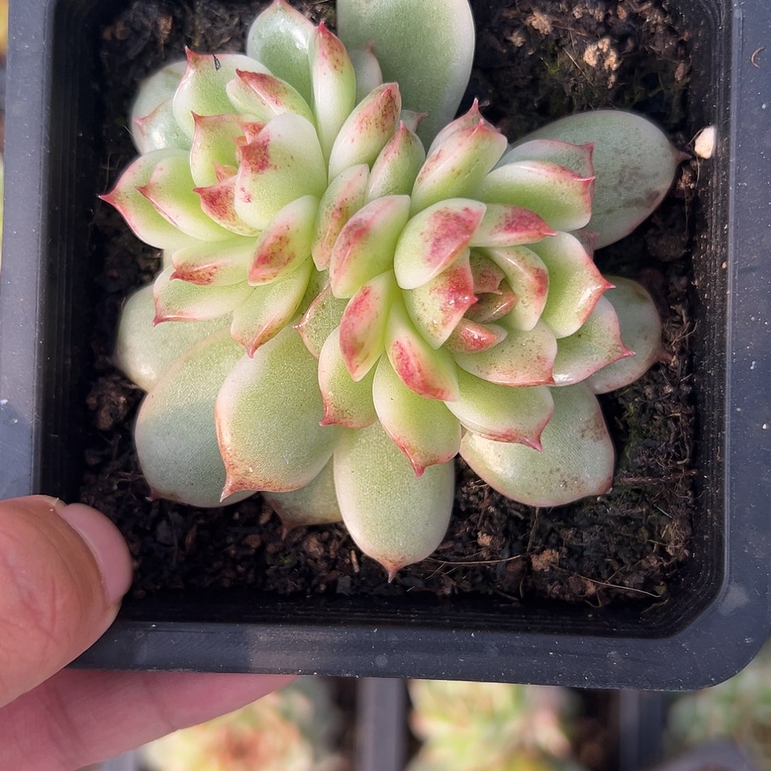 黑水晶锦多肉植物