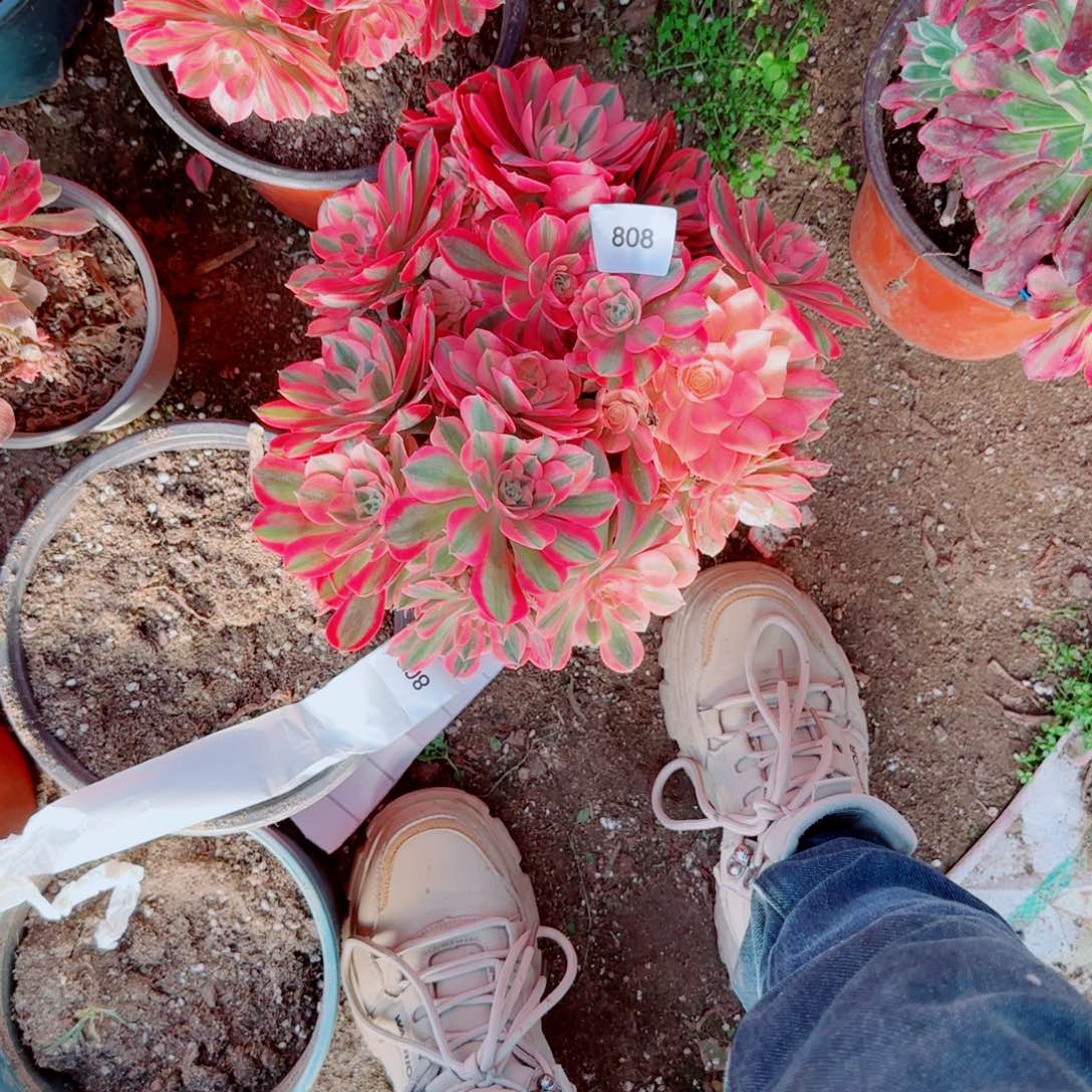 粉女巫法师多肉808