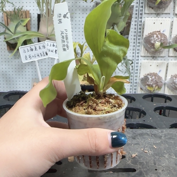风神鹿角蕨哦哦哦