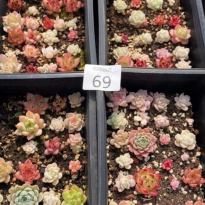 69 多肉植物盆栽花卉
