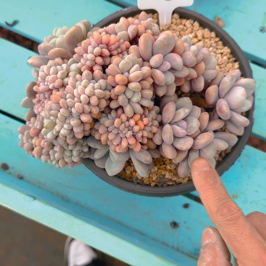 77号多肉1111111111111