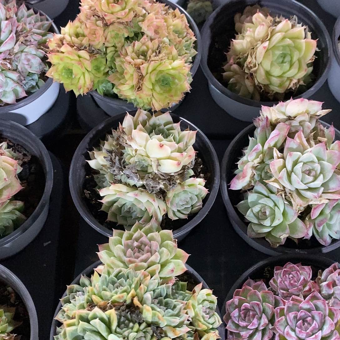 团。麦杆群生。福利多多