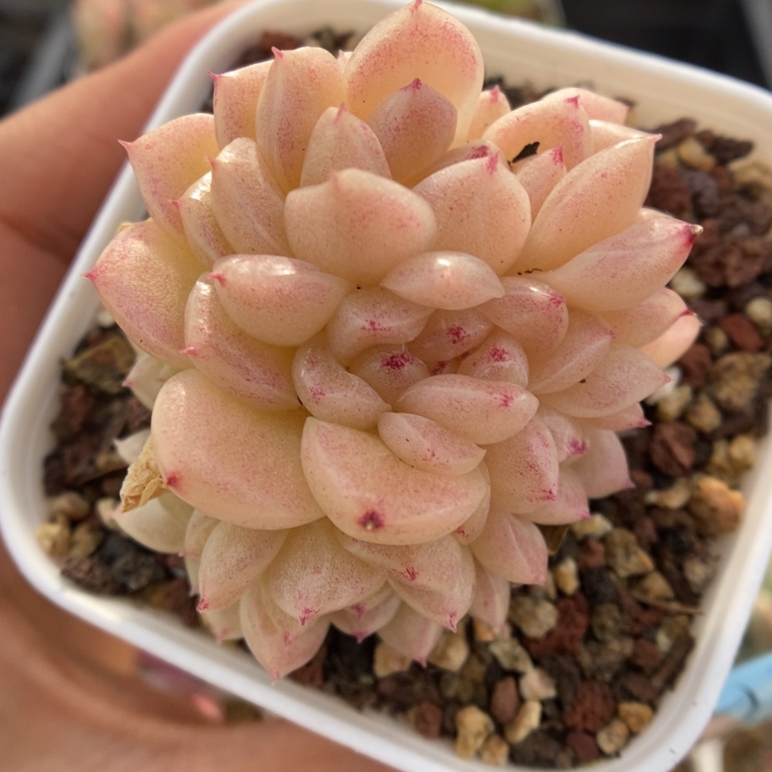 丽丽麦秆可拍522号