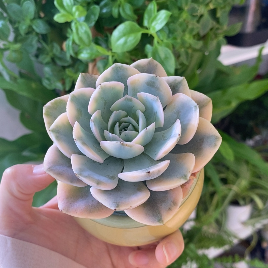 8号陶瓷盆发货一物一拍所见所得