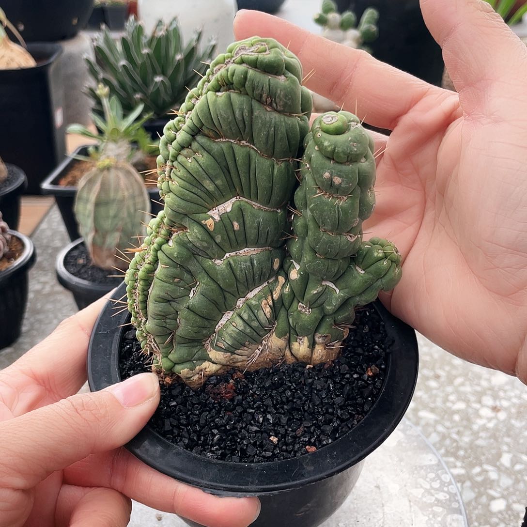 6666666666666666666666