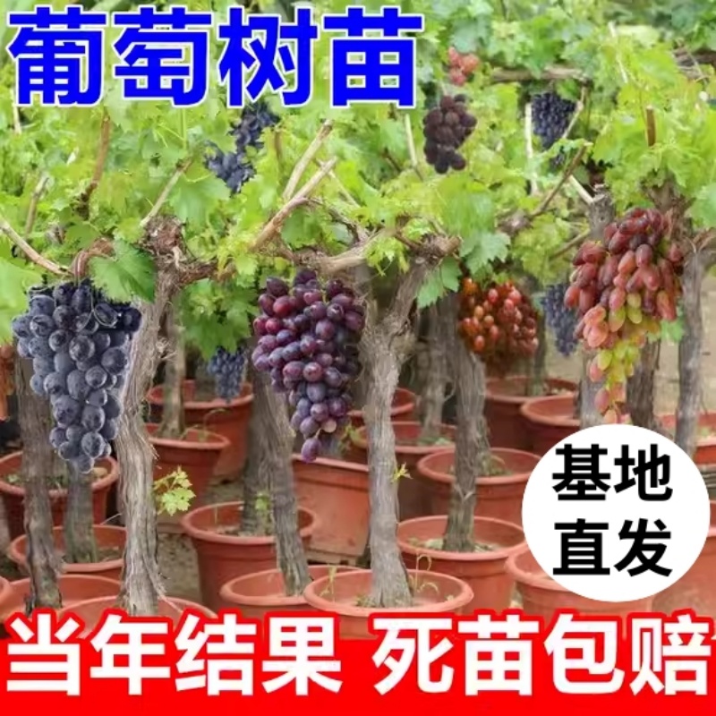 葡萄树苗【基地直发】南北方种植庭院种植水果苗葡萄苗