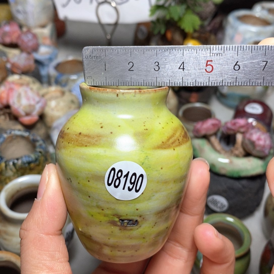 花盆拍5送一个小礼物