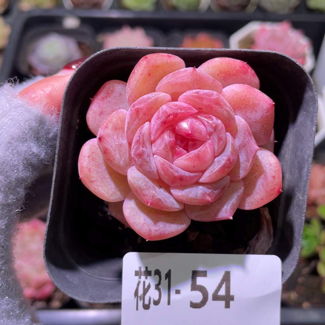 花利美31-54新品单头