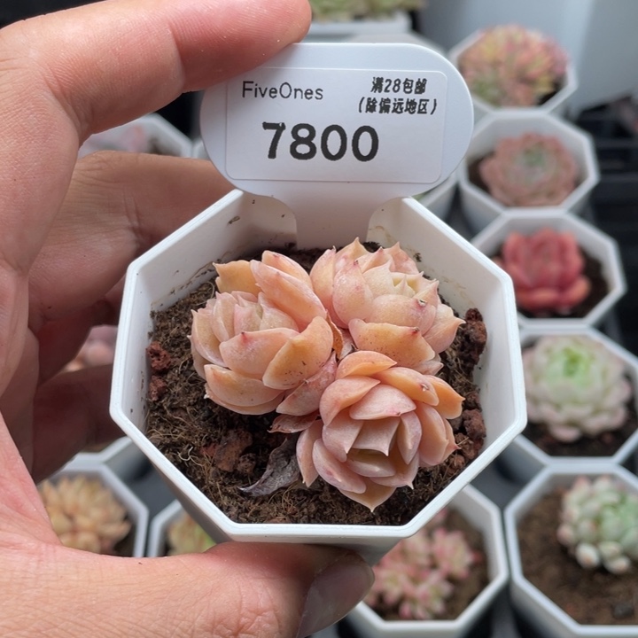 7800昂斯诺5厘米