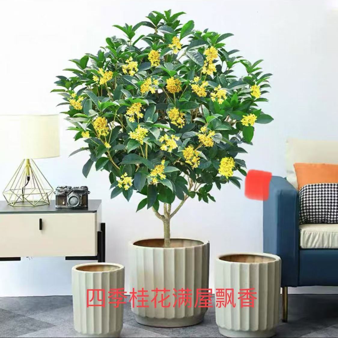 四季桂花树桂花好养浓香型盆栽树苗阳台庭院耐寒开花花卉室内绿植