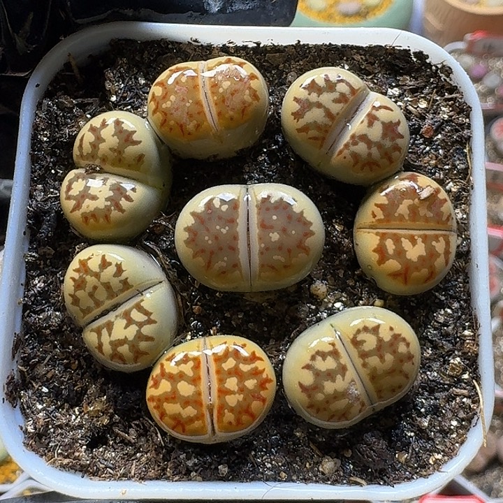 生石花1111222。   206