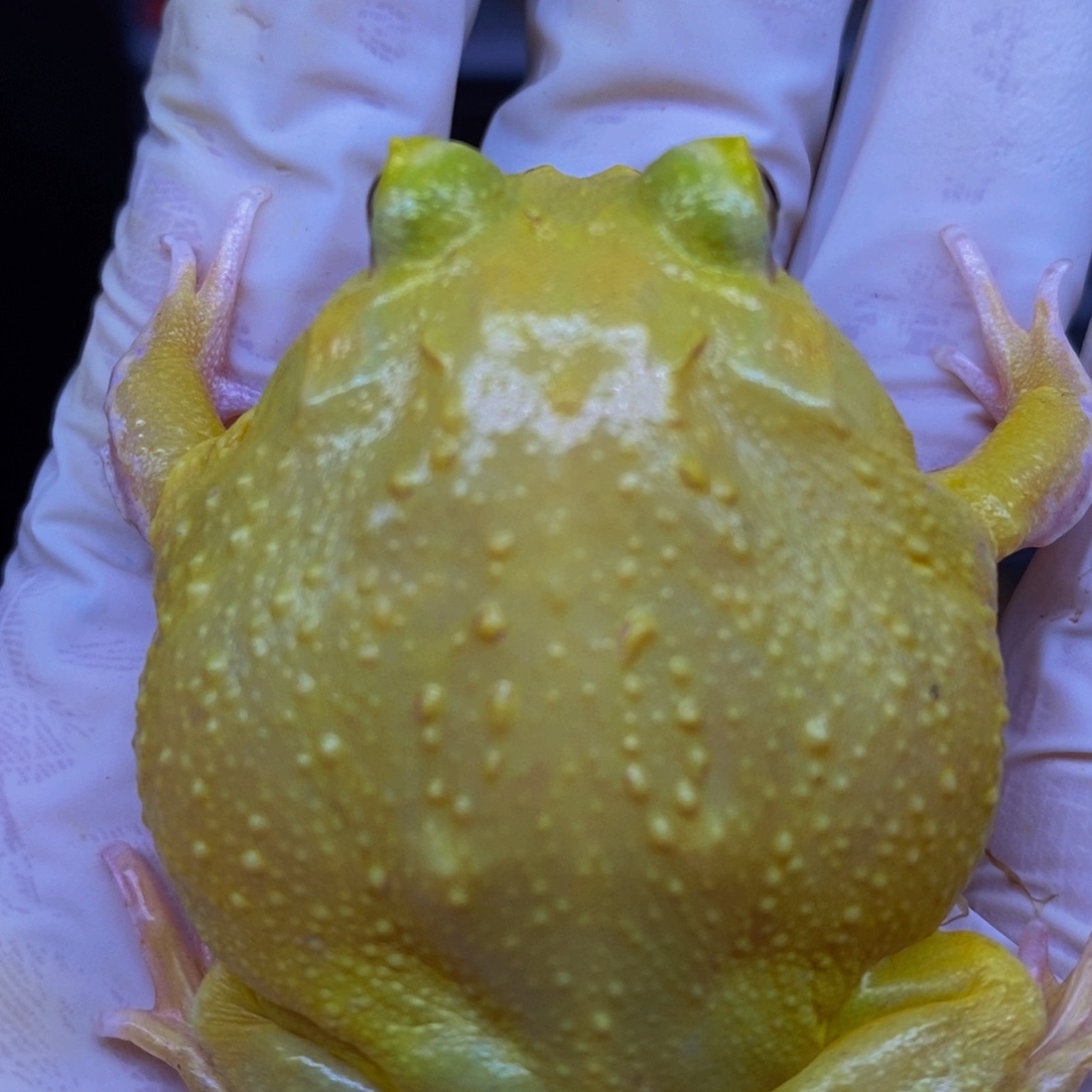 角蛙蛋黄角蛙一只。    