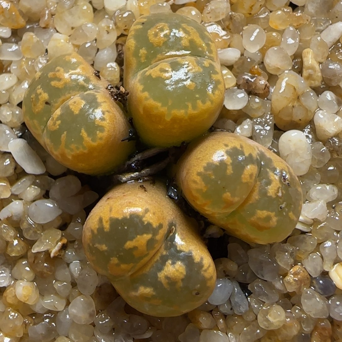 2.1号多肉勋章18号