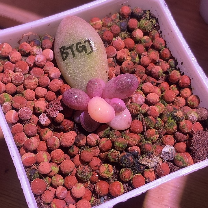 沈****瓷白糖果美人锦多肉