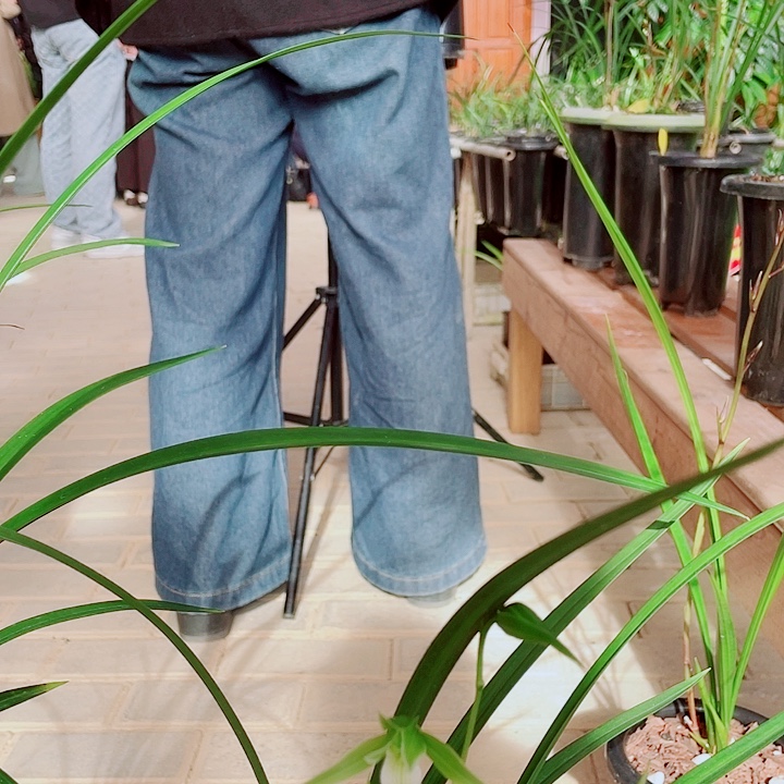 打***宇无花朵一物一漂亮开花