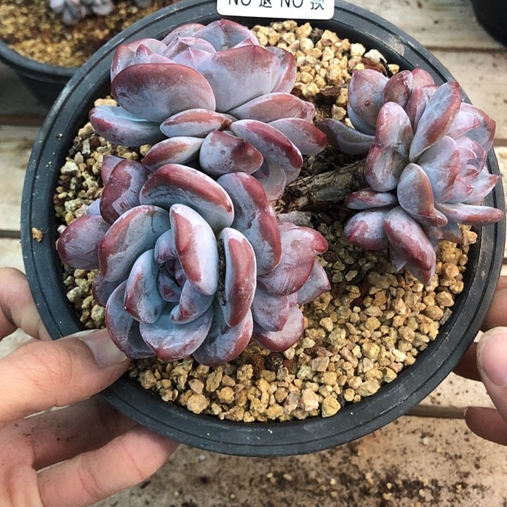 星影石榴籽福利出咯 353