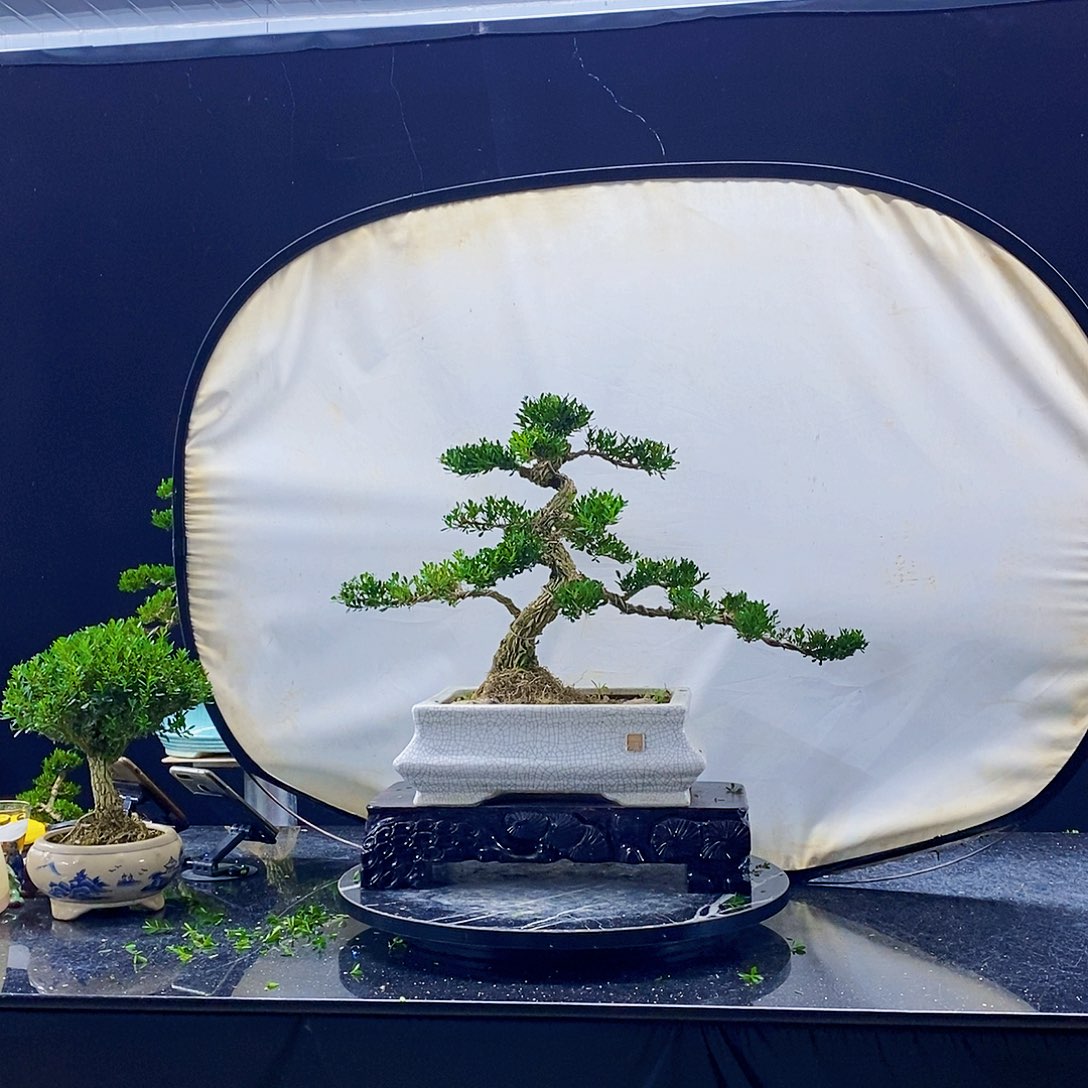无花朵黄杨盆景造型