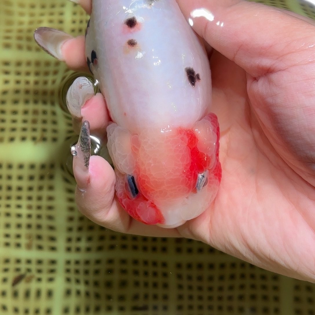 张***帅金鱼拍包装包邮，不拍包装运费到付